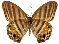 Британски учени са открили нов вид пеперуди. Неизвестният на науката