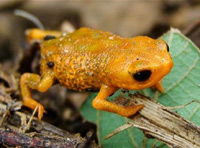 В южната част на Бразилия откриха нов вид жаби. Особеното