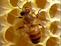 Намаляването по цял свят на пчелните колонии застрашаващо голяма част